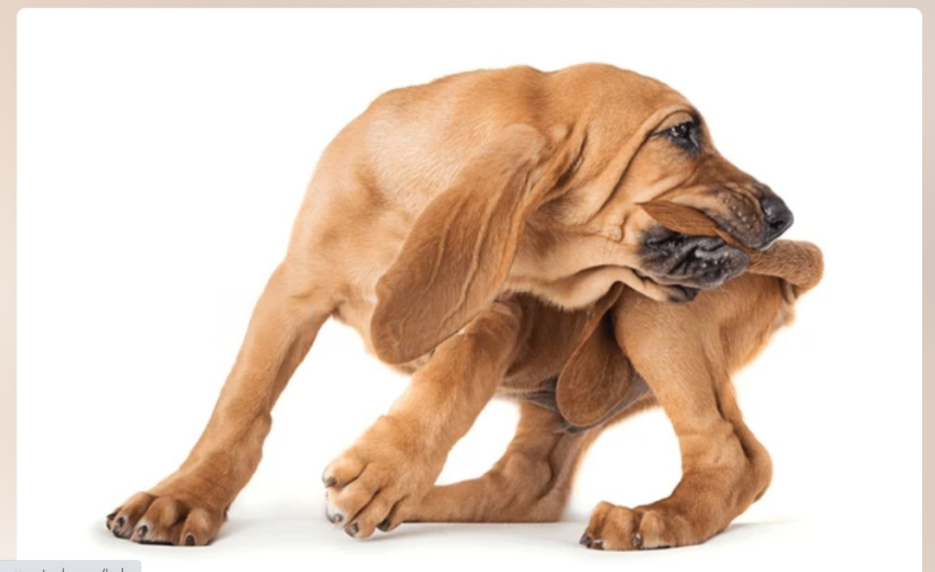 Signs and Symptoms of Tail Biting in Dogs