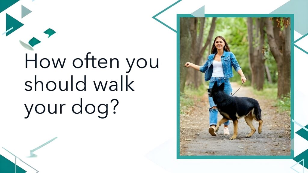 How Often Should You Walk Your Dog