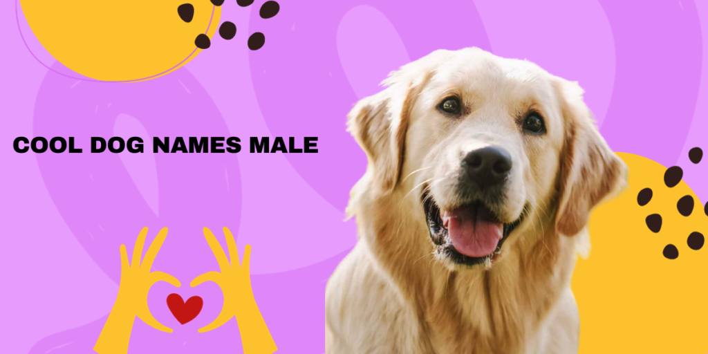 199 Unique Male Dog Names Petsmartgo