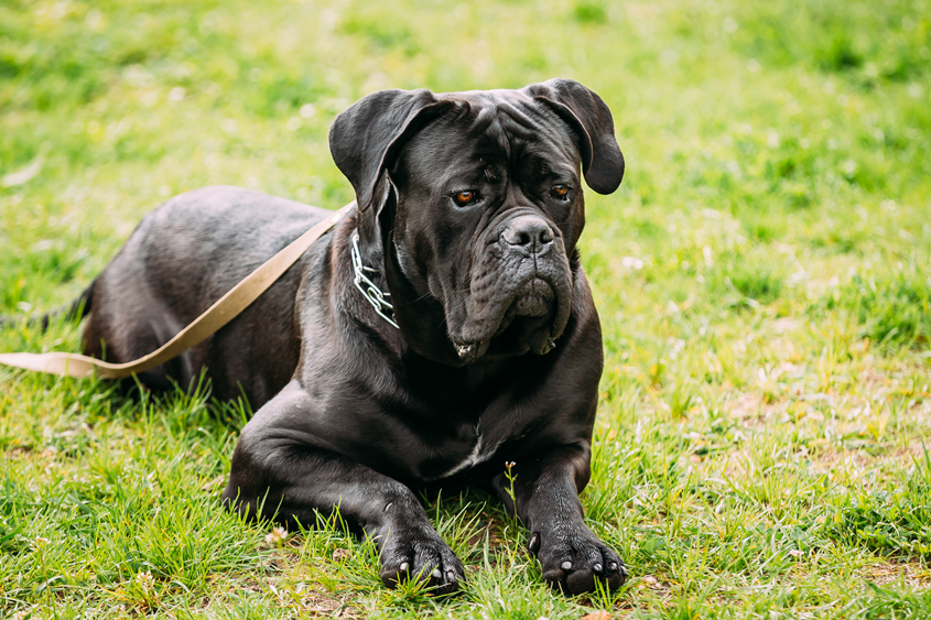 Cane Corso: Every Information About This Breed