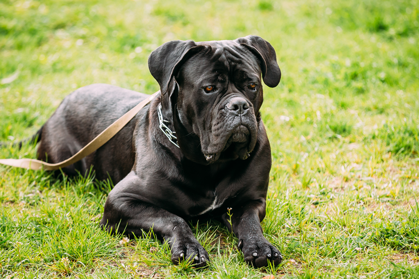 are italian mastiffs used as police dogs