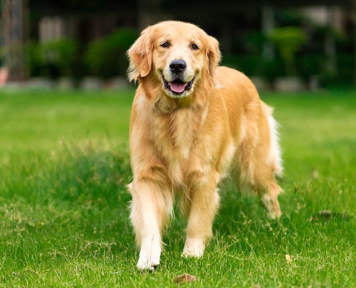 do golden retrievers have webbed paws