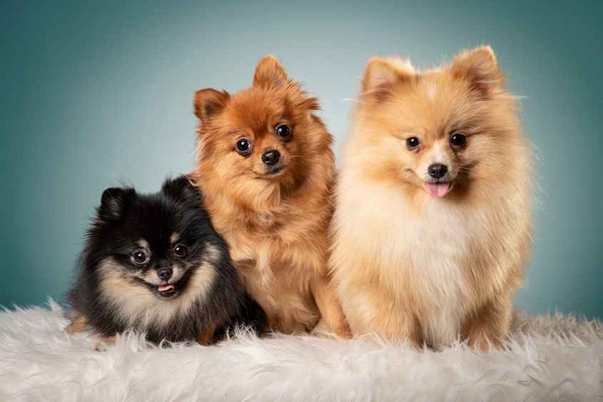 Pomeranians: Everything You Need to Know About This Dog Breed