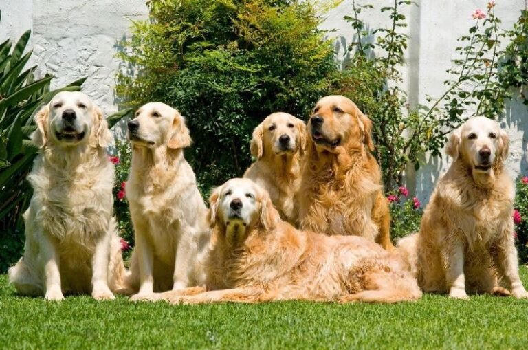 Golden Retriever: Everything You Need To Know About This Breed - Petsmartgo