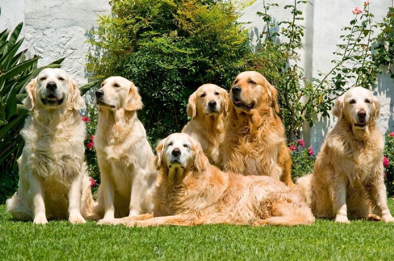 The Appearance of Golden Retriever