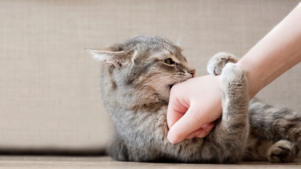 10 Signs Your Cat Might Be Plotting to Kill You