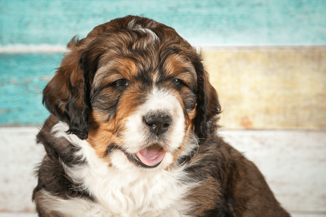 Bernedoodle Puppies A Blended Beauty