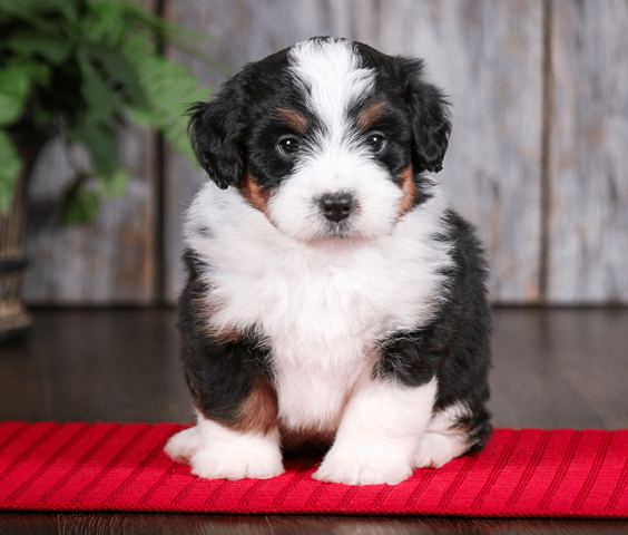 Bernedoodle Puppies A Blended Beauty