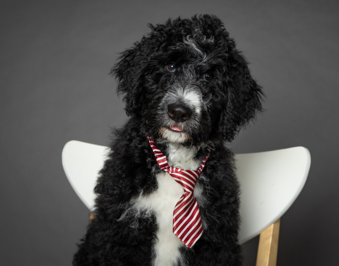 Bernedoodle The Perfect Family Pet
