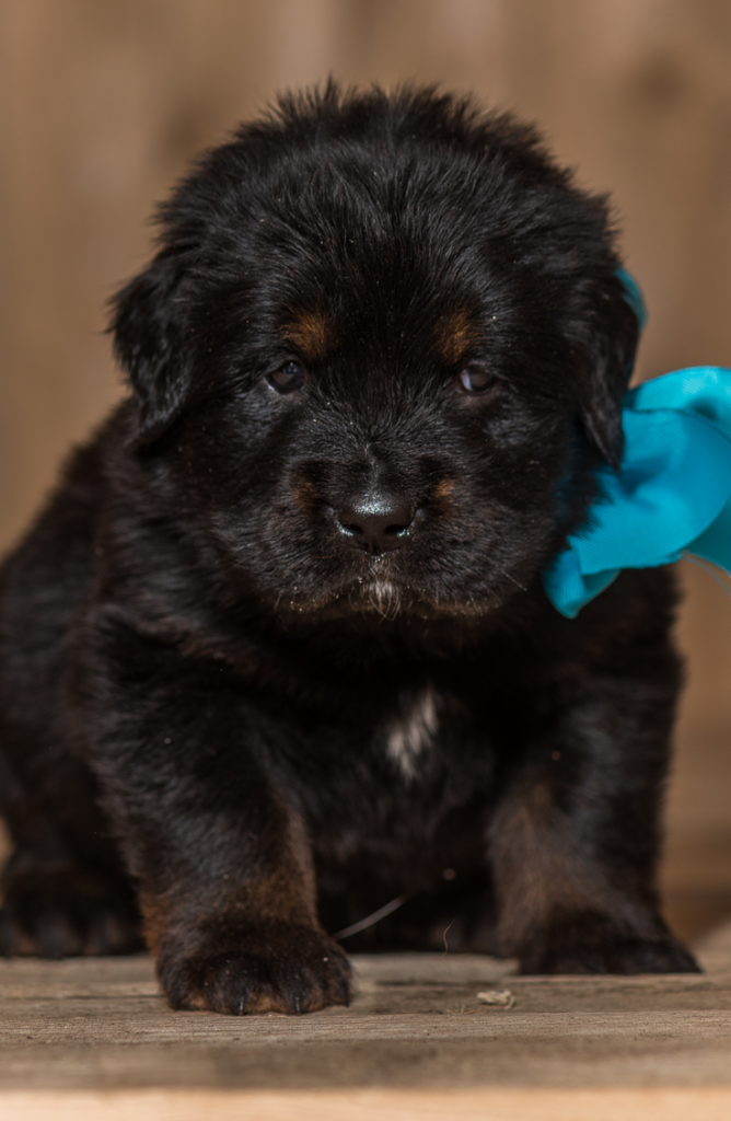 how much to feed tibetan mastiff puppy