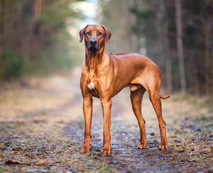 Rhodesian Ridgeback: The Lion Fighter