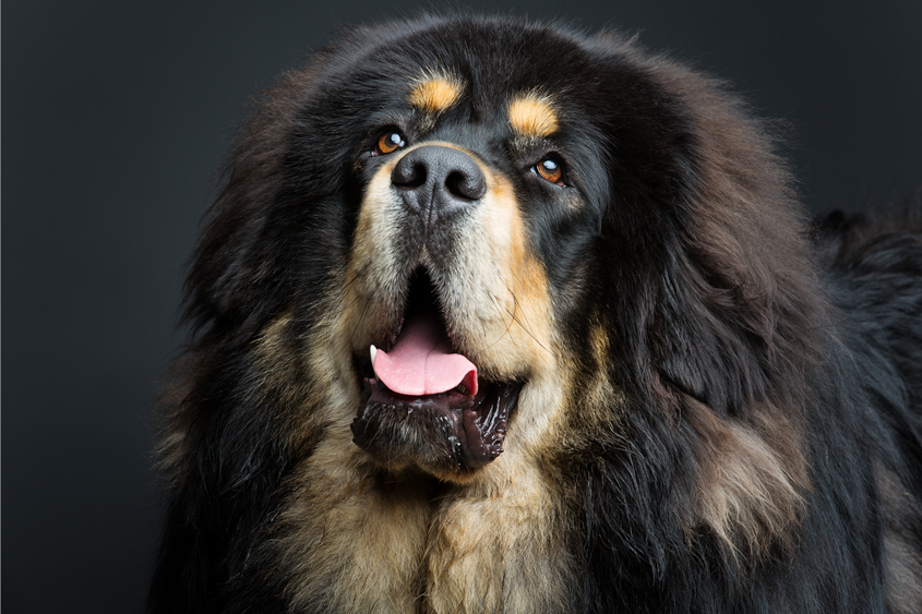Tibetan Mastiff: World Most Expensive Dog