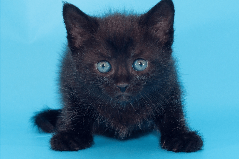 Are Black Cat With Blue Eyes Unlucky