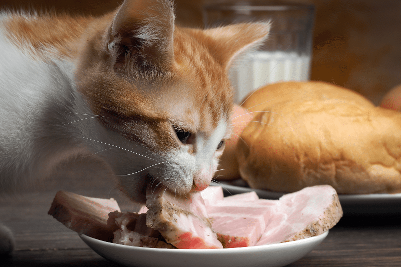 Are The Carbohydrates In Bread Bad For Cats