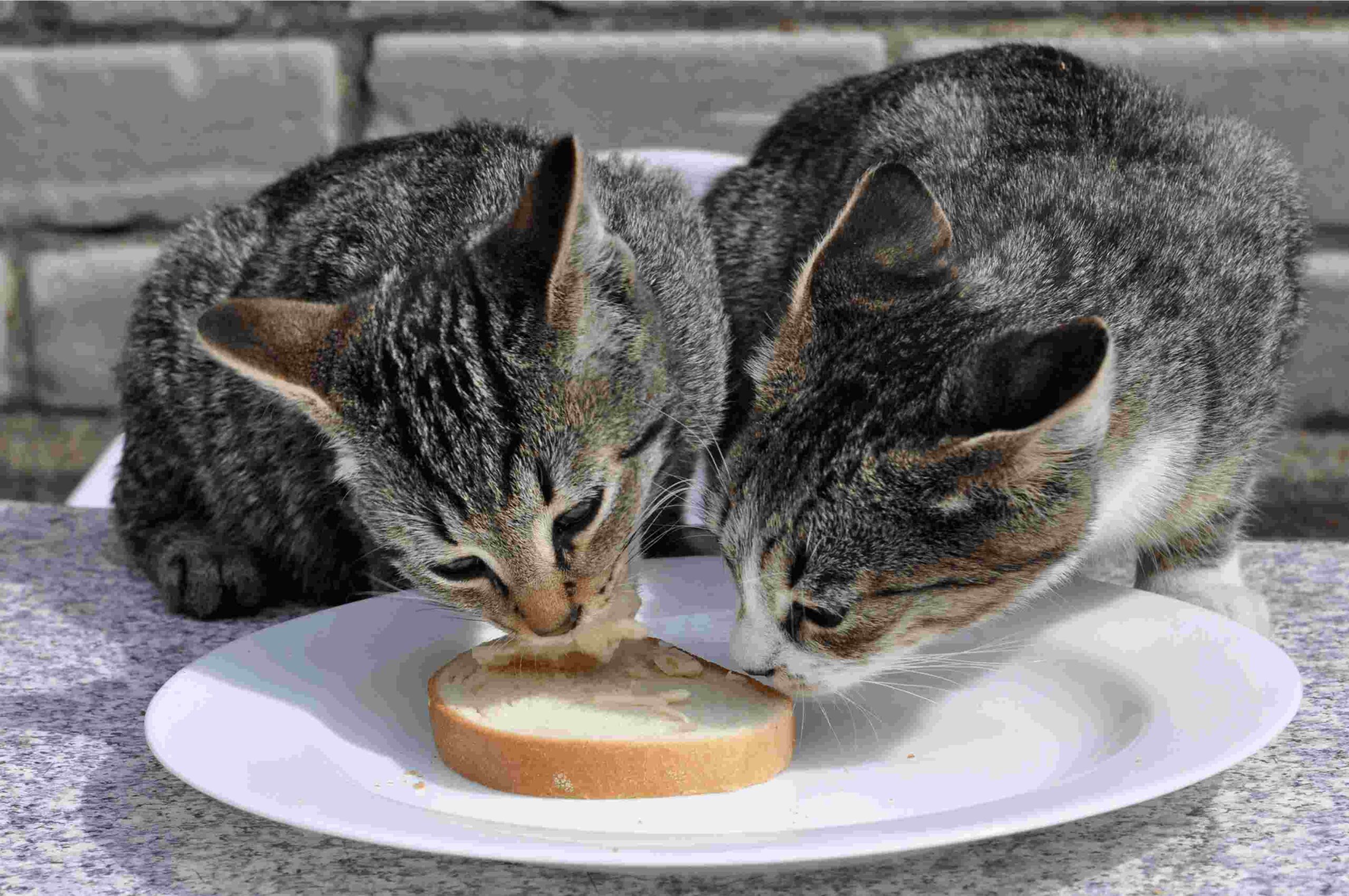 can cat eat bread?