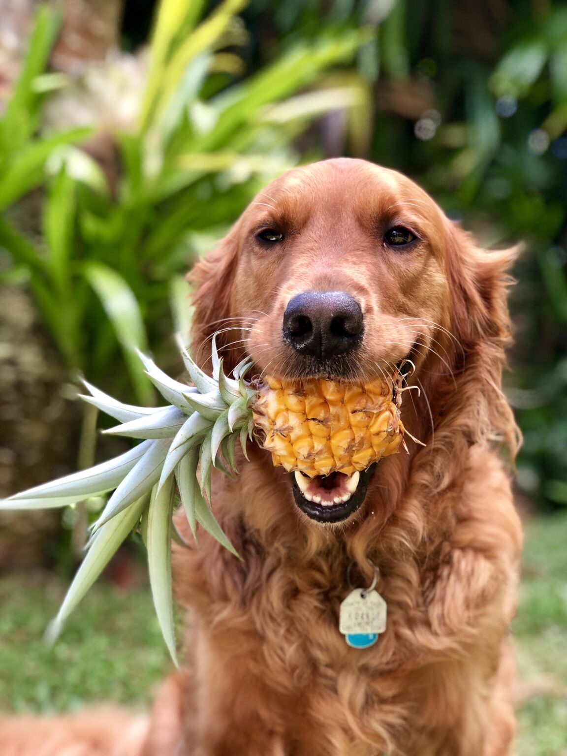 Can Dog Eat Pineapple? Pineapple, the Fruit vs Pineapple, the Treat