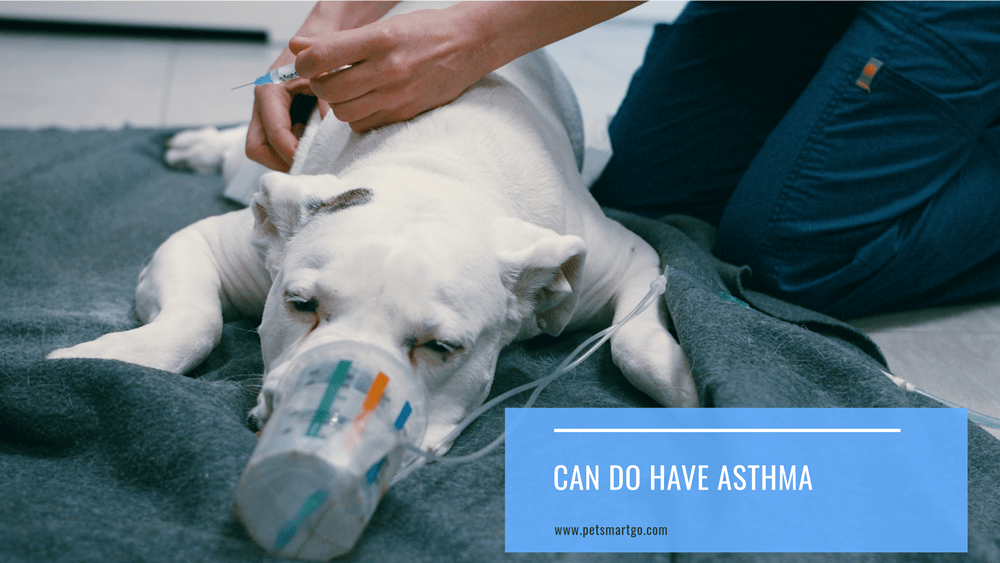 Can Dog Have Asthma The Sad Truth Of How This Serious Condition Affects Dogs