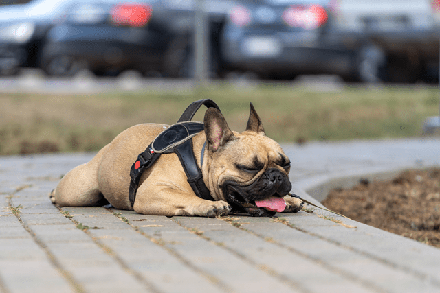 Can Dog Have Asthma?