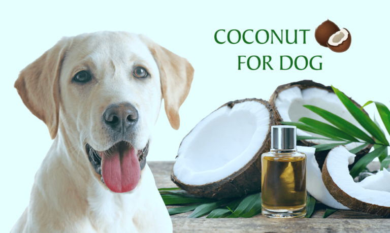 Can Dog Have Coconut: How to Feed Your Dogs Coconut - Petsmartgo