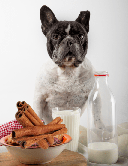 Can Dogs Eat Cinnamon For Weight Loss