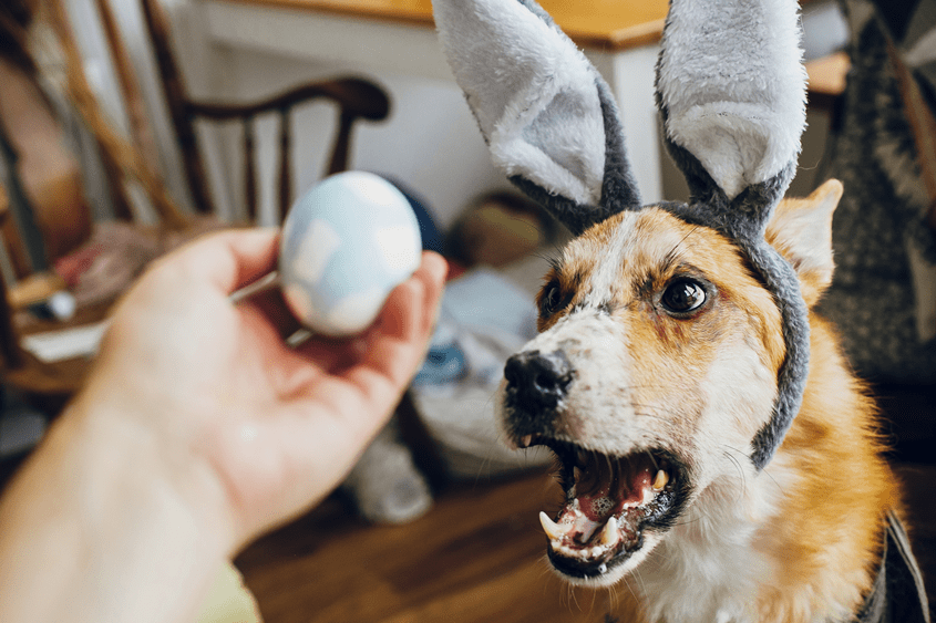 Can Dog Eat Eggs - Everything You Need to Know About Eggs and Your Dog