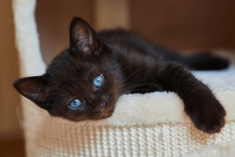 Characteristics of Black Cat with Blue Eyes