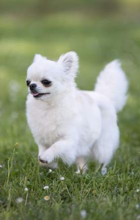 Chihuahua Dog Breed