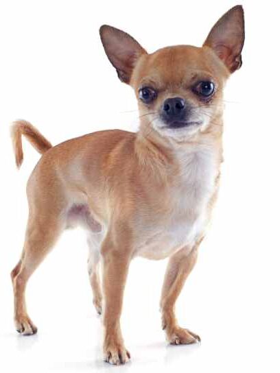 Chihuahua Dog Breed Information
