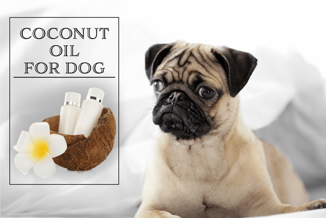 is coconut oil good for bulldogs