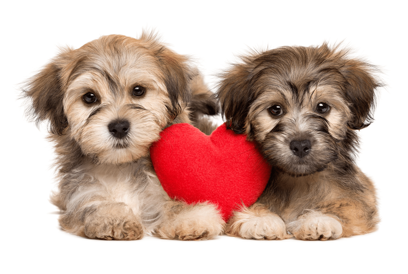 Havanese Puppies: The Encyclopedia of an Adorable Breed￼