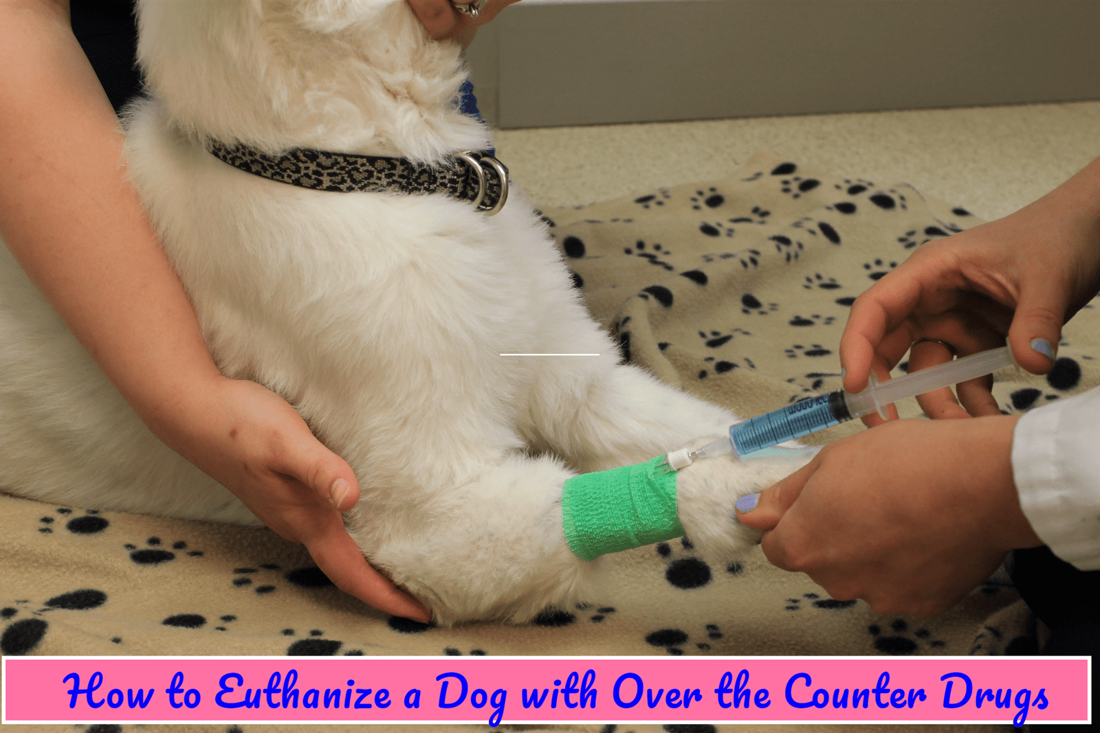 how-to-euthanize-a-dog-with-over-the-counter-drugs-petsmart