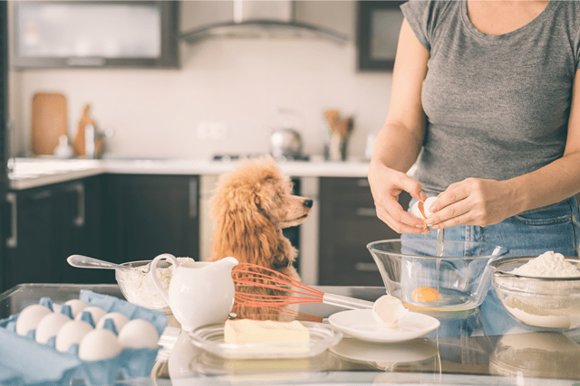How to Prepare Eggs for Your Dog Egg Recipes for Dogs
