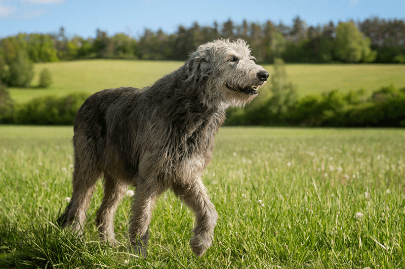 Irish Wolfhound 