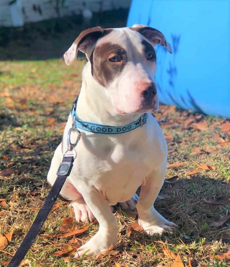 Pitbull Basset Hound Mix A Complete Guide, Pictures and Facts 2022