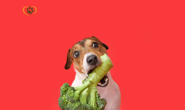 why does my dog love broccoli