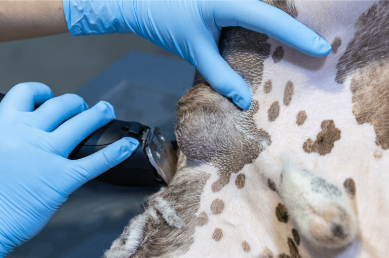 How to Make a Dog’s Testicle Drop 2024 Petsmartgo
