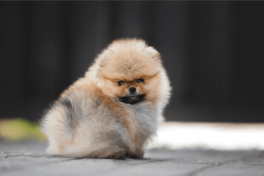 Teacup Pomeranian - Adorable Toy Dog Picture