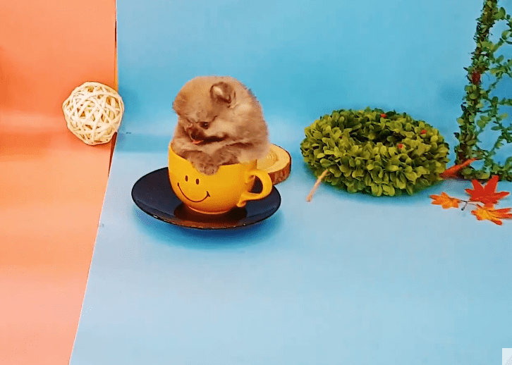 Teacup Pomeranian Personality