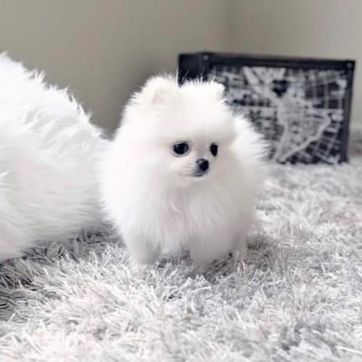 Amazing facts about Teacup Pomeranian