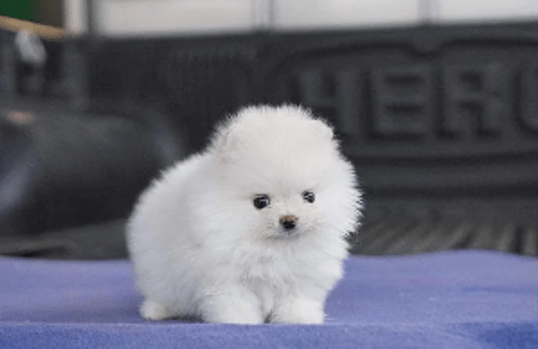 are teacup pomeranians good dogs