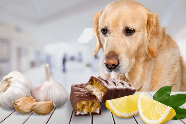 Ten Foods that can Destroy a Dog's Stomach
