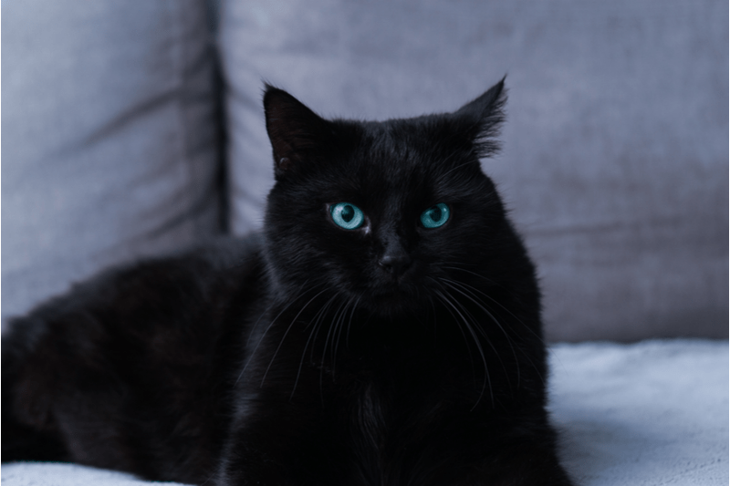 The Appearance of Black Cats With Blue Eyes