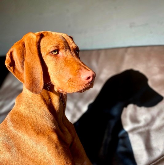 how much is a vizsla dog