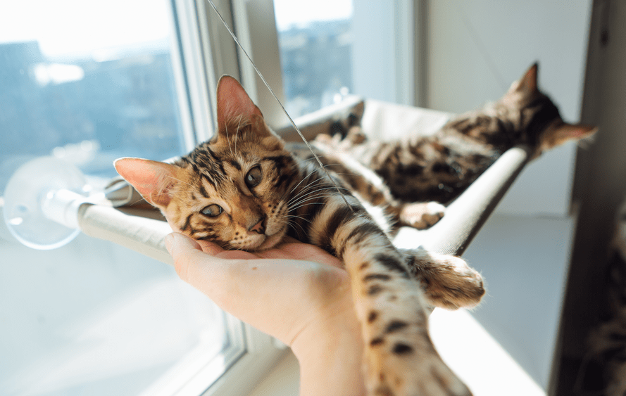 What the Black Bengal Cat can offer as a pet