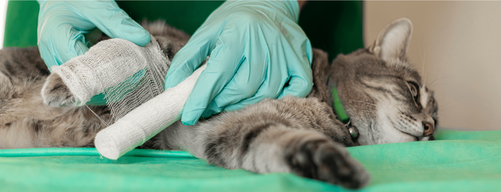 What to Do If Your Cat Injures Her Paw