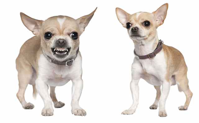 Why are chihuahuas so mean