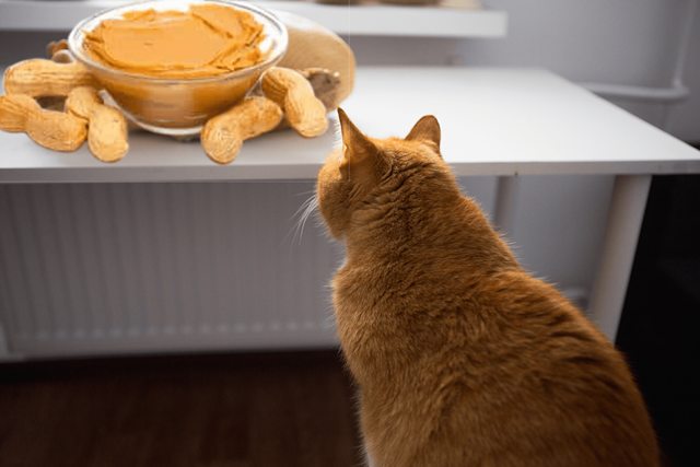 Can Cats Eat Peanut Butter The Ultimate Answer and Useful Tips