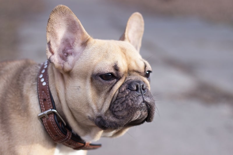 Dog Collars and Respiratory Health