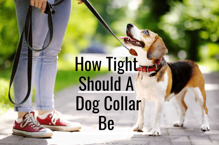 How Tight Should A Dog Collar Be: A Complete Guide (Pictures) - Petsmartgo