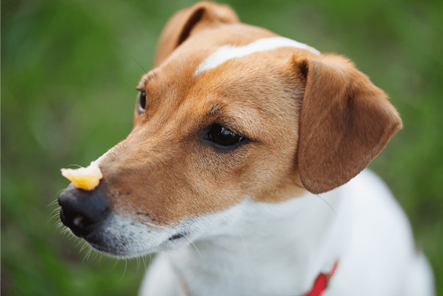 How to Prevent Cheese from Sticking to Dogs' Noses
